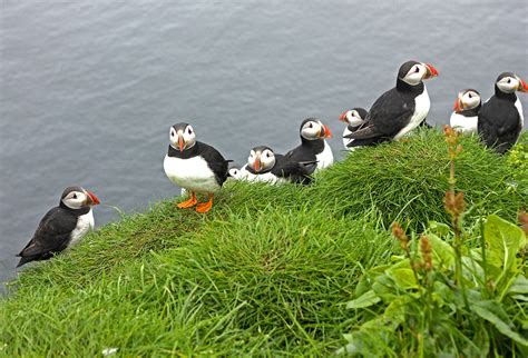 The Puffins: In Search